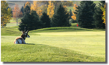 Antelope on the golf course, Douglas Community Club